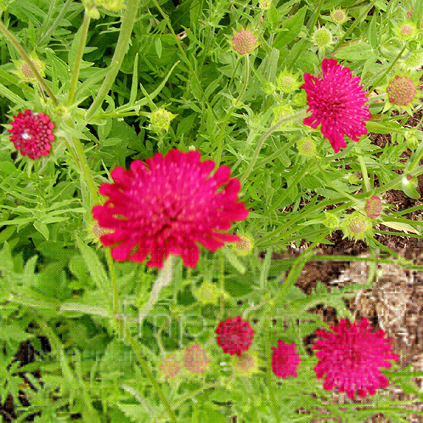 Big Photo of Knautia Macedonica