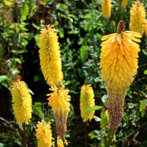 Big Photo of Kniphofia 