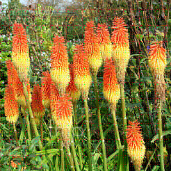 Big Photo of Kniphofia Linearifolia