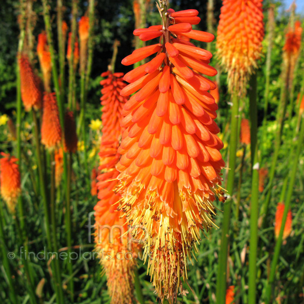Big Photo of Kniphofia , Flower Close-up