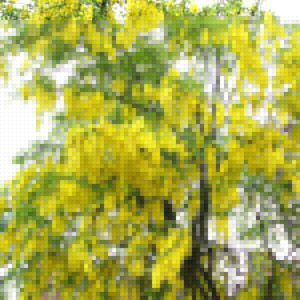 Big Photo of Laburnum X Watereri, Flower Close-up