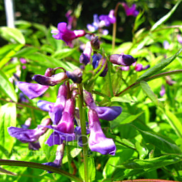 Big Photo of Lathyrus Vernus, Flower Close-up