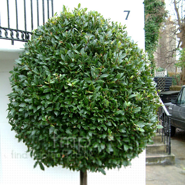 Big Photo of Laurus Nobilis