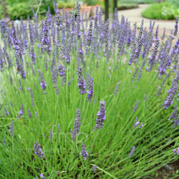 Big Photo of Lavandula Intermedia
