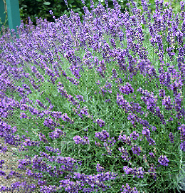 Big Photo of Lavandula Angustifolia