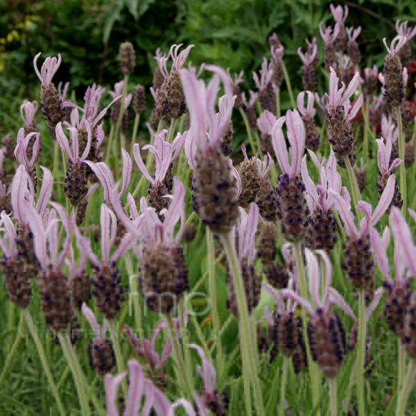 Big Photo of Lavandula Stoaechas, Flower Close-up