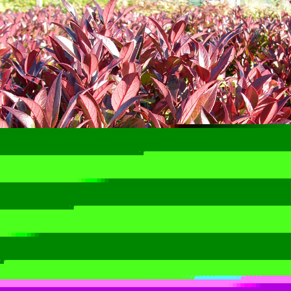 Big Photo of Leucothoe Axillaris