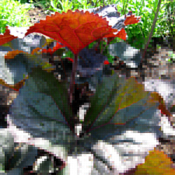 Big Photo of Ligularia , Leaf Close-up