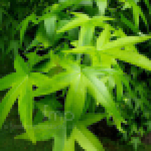 Big Photo of Liquidambar Styraciflua, Leaf Close-up