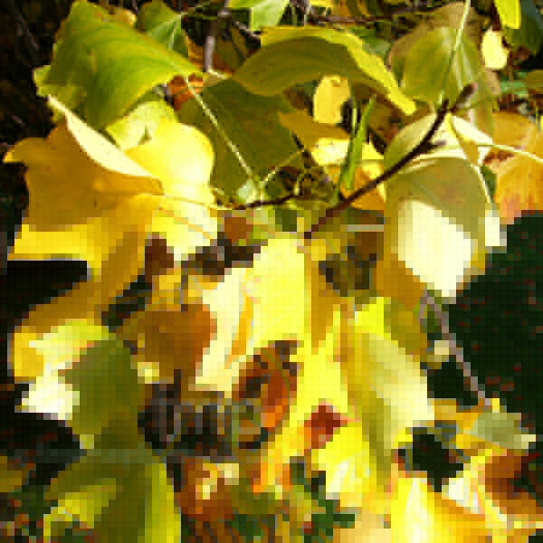 Big Photo of Liriodendron Tulipifera