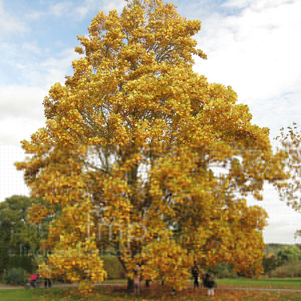 Big Photo of Liriodendron Tulipifera