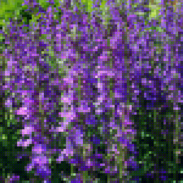 Big Photo of Lobelia Speciosa