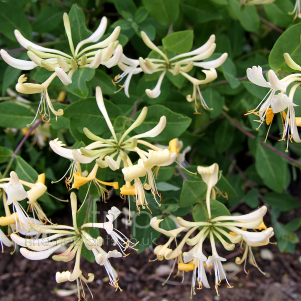Big Photo of Lonicera Periclymenum, Flower Close-up