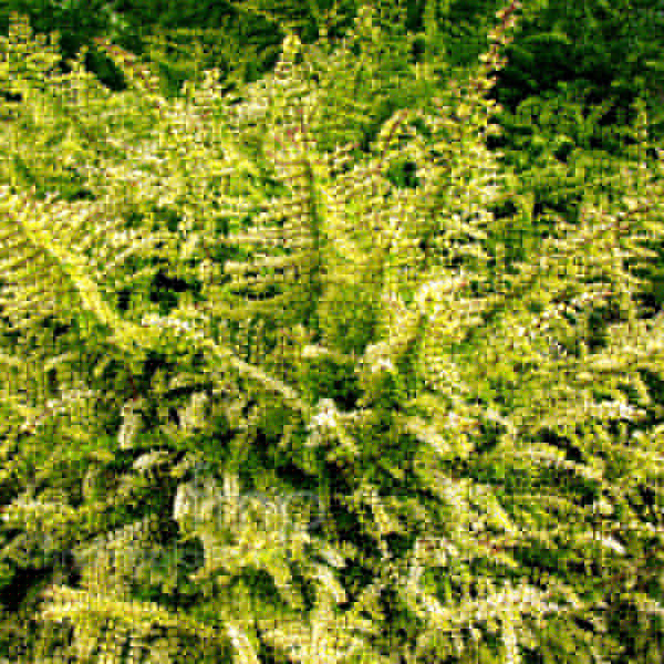 Big Photo of Lonicera Nitida, Leaf Close-up