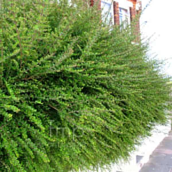 Big Photo of Lonicera Nitida