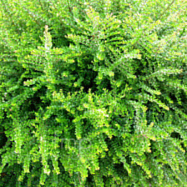 Big Photo of Lonicera Nitida, Leaf Close-up