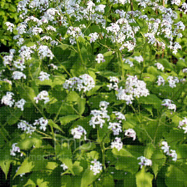 Big Photo of Lunaria Rediviva