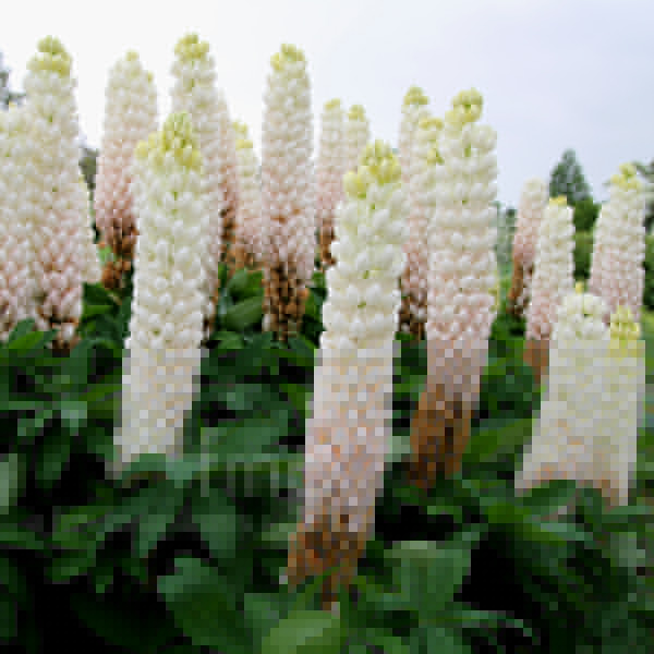 Big Photo of Lupinus 