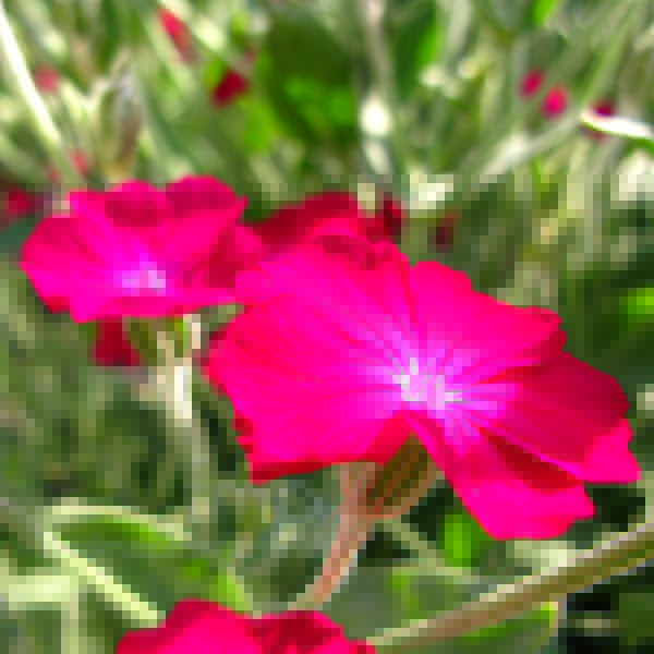 Big Photo of Lychnis Coronaria, Flower Close-up