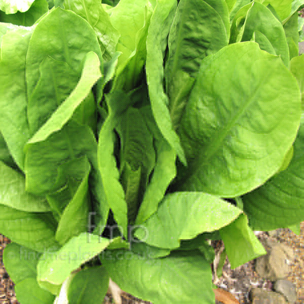 Big Photo of Lysichiton Americanus, Leaf Close-up