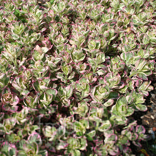 Big Photo of Lysimachia Punctata
