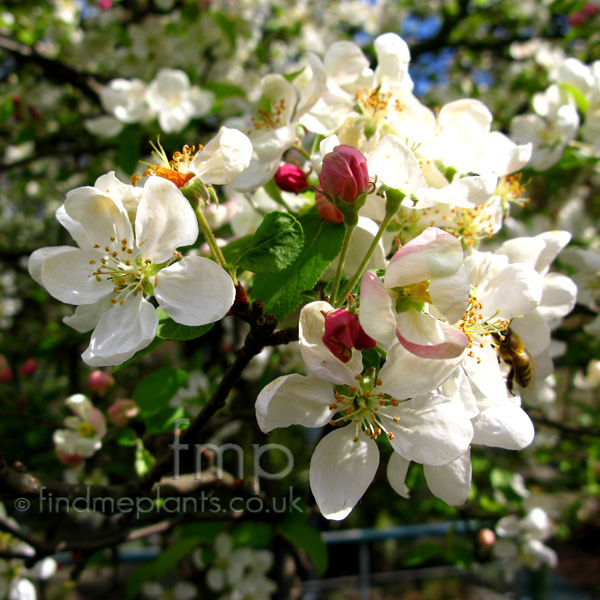 Big Photo of Malus , Flower Close-up