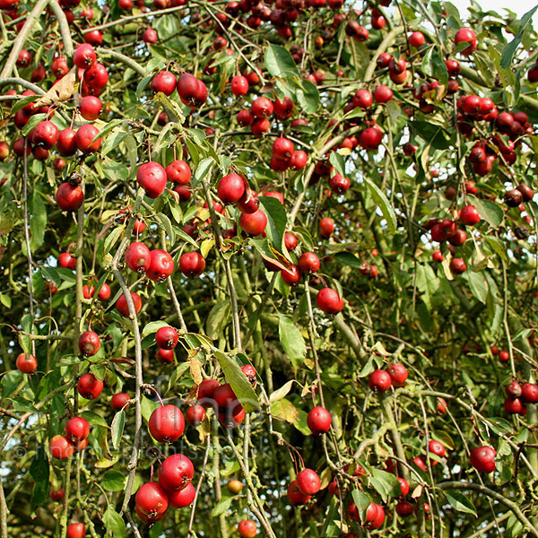 Big Photo of Malus X Gloriosa