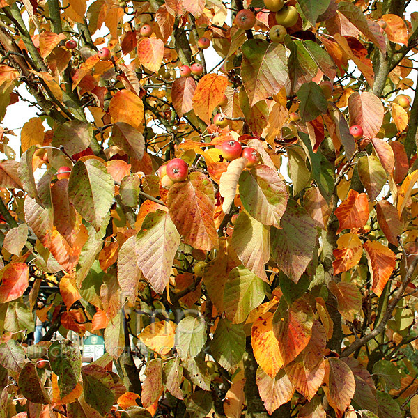 Big Photo of Malus Tschonoskii