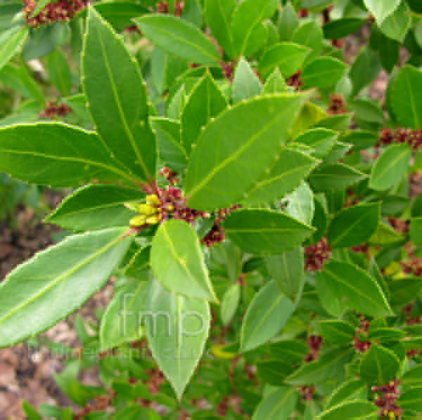 Big Photo of Maytenus Masellanica, Leaf Close-up