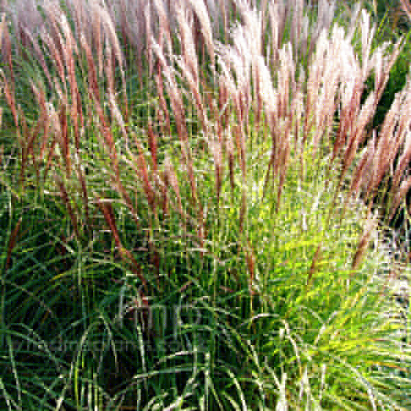 Big Photo of Miscanthus Sinensis