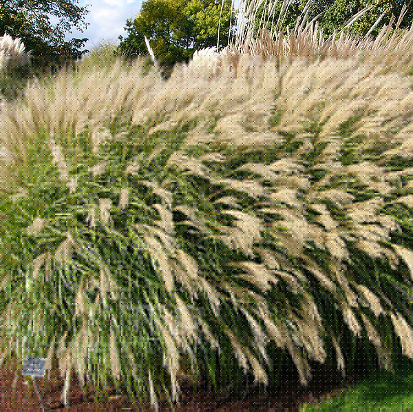 Big Photo of Miscanthus Sinensis
