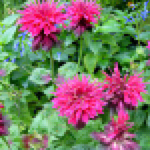 Big Photo of Monarda 