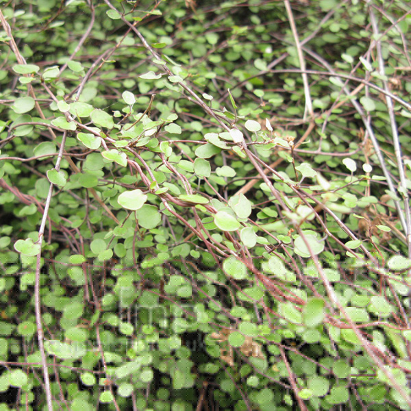 Big Photo of Muehlenbeckia Complexa