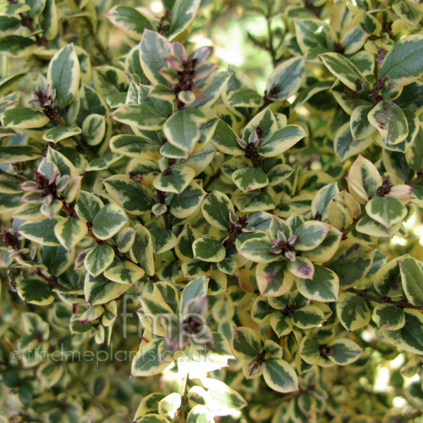 Big Photo of Myrtus Luma