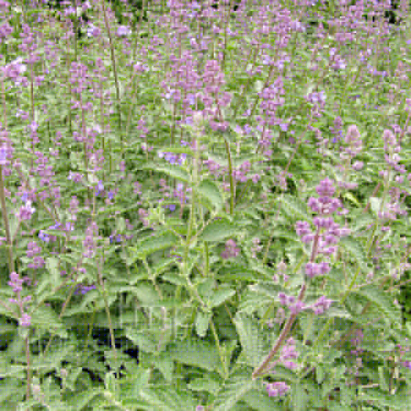 Big Photo of Nepeta Racemosa