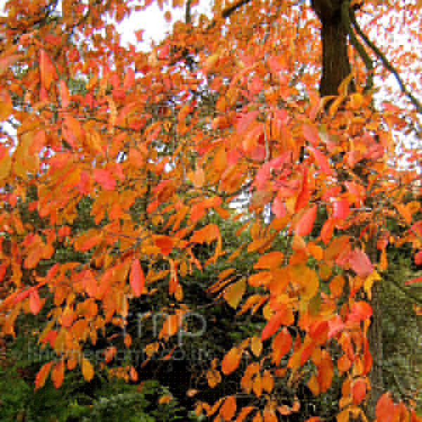 Big Photo of Nyssa Sylvatica