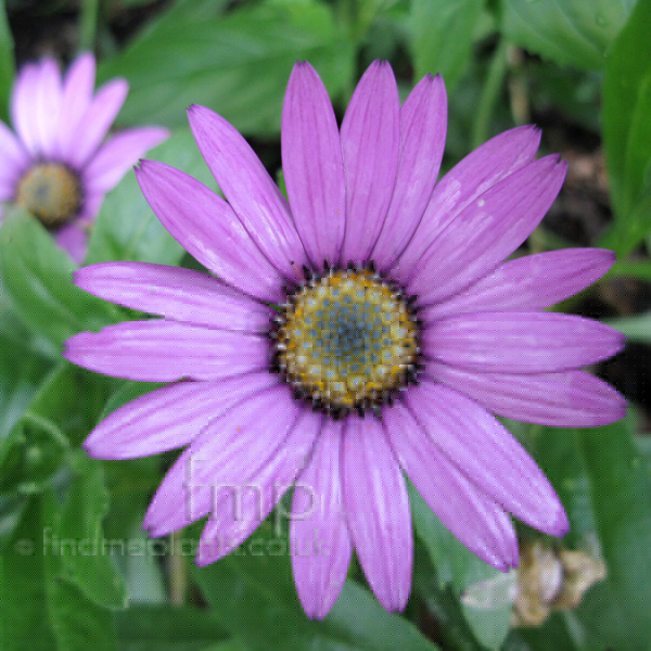 Big Photo of Osteospermum Jucundum