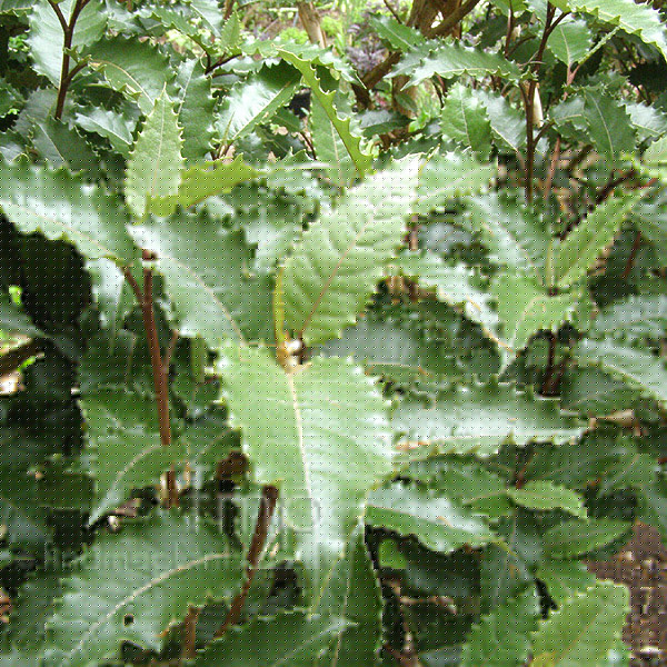 Big Photo of Olearia Macrodonta