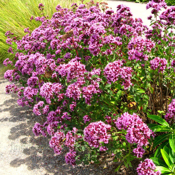 Big Photo of Origanum 