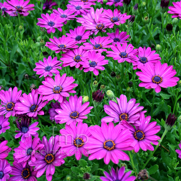 Big Photo of Osteospermum 