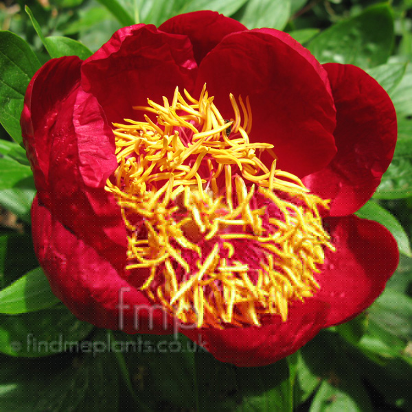Big Photo of Paeonia , Flower Close-up