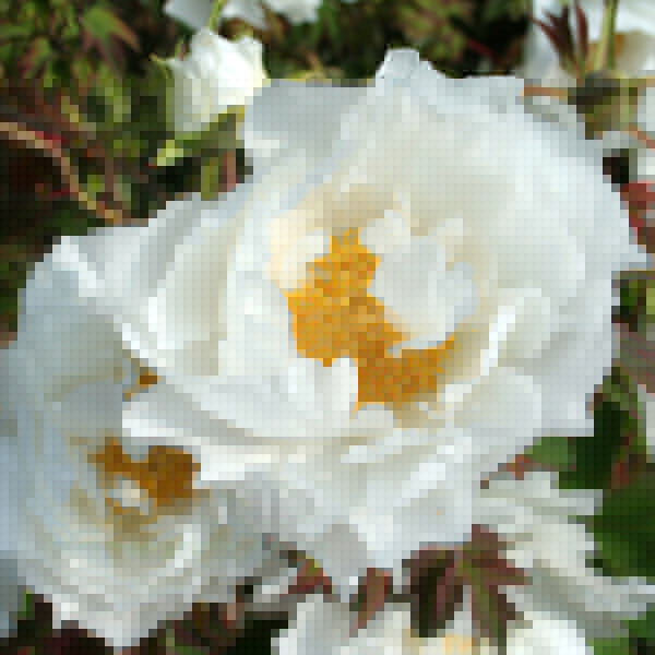 Big Photo of Paeonia Hak Uo-Jishi