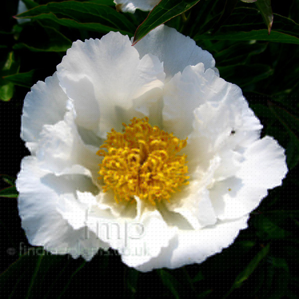 Big Photo of Paeonia Lactiflora, Flower Close-up