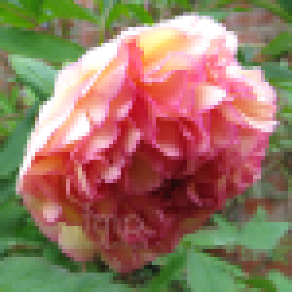 Big Photo of Paeonia X Lemoinei, Flower Close-up