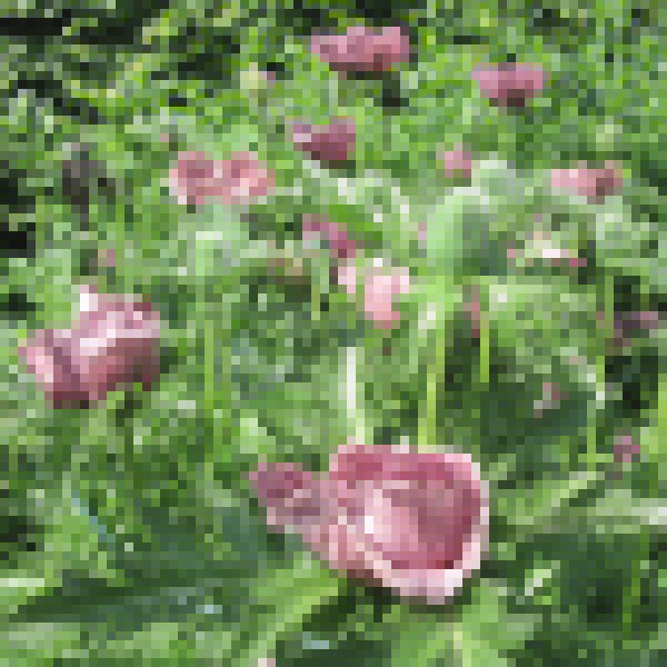 Big Photo of Papaver Orientale