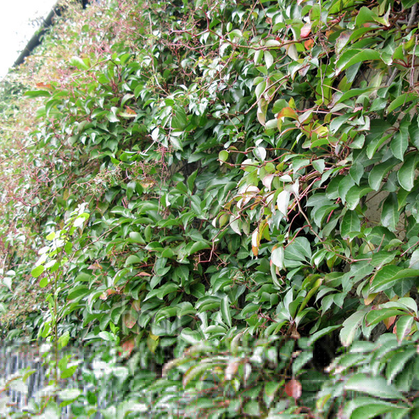 Big Photo of Parthenocissus Henryana