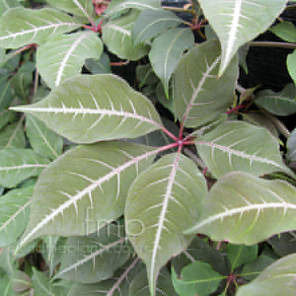 Big Photo of Parthenocissus Henryana, Leaf Close-up