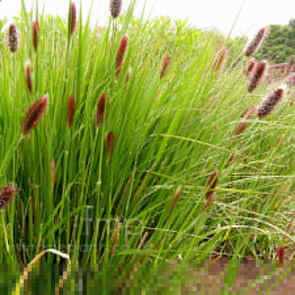 Big Photo of Pennisetum Thunbergii
