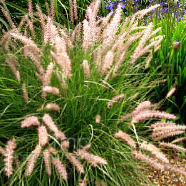 Big Photo of Pennisetum Orientale