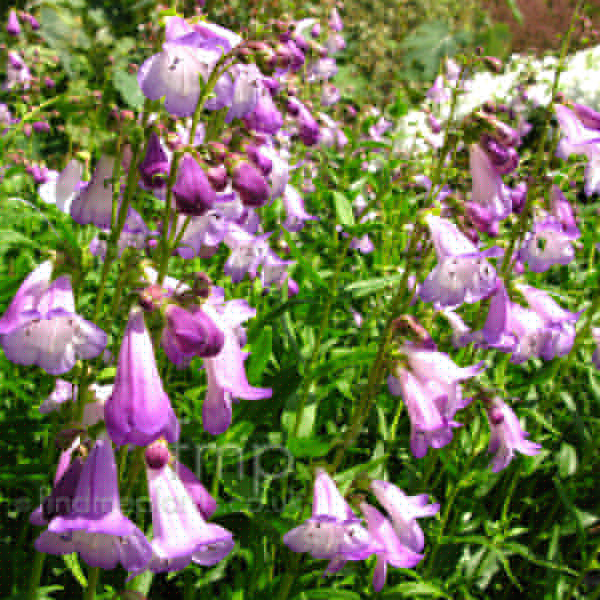 Big Photo of Penstemon , Flower Close-up